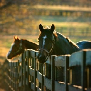 Happy Horses