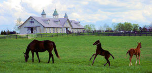 Horse Farm