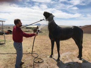 Horse Grooming