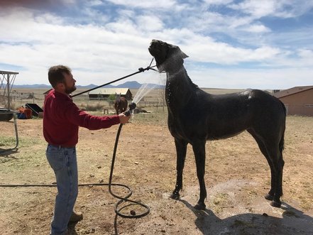 Horse Grooming