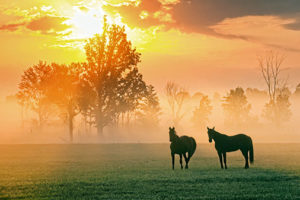 Horses in Sunrise