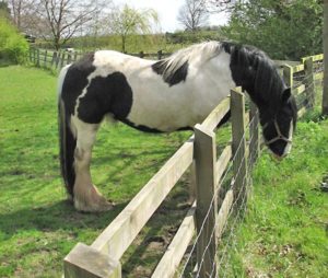 Horse Pushing fence
