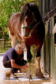 horse care